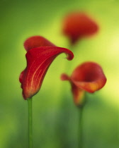 Lily, Arum lily, Calla lily, Arum.