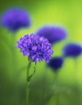 Cornflower, Centaurea cyanus.