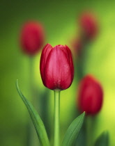 Tulip, Tulipa.