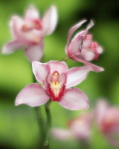 Orchid, Cymbidium.