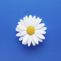 Daisy, Ox-eye daisy, Leucanthemum vulgare.