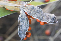 Iris, Stinking iris, Iris foetidissima.