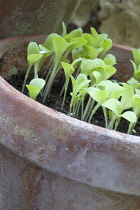 Lettuce, Lactuca sativa.