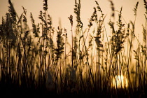 Reeds, Sedge, Phragmites australis.