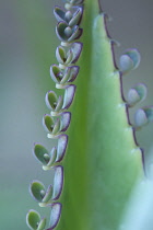 Kalanchoe.