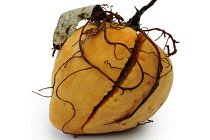 Avocado, Persea americana.