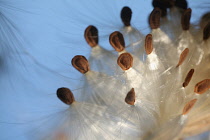 Milkweed, Asclepias.