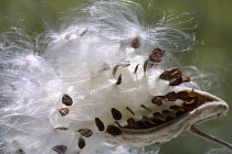 Milkweed, Asclepias.