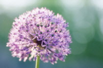 Allium, Allium giganteum.