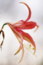 Amaryllis, Hippeastrum La Paz.