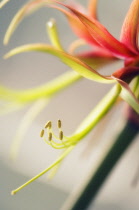 Amaryllis, Hippeastrum La Paz.