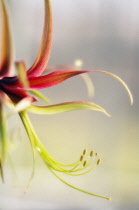 Amaryllis, Hippeastrum La Paz.