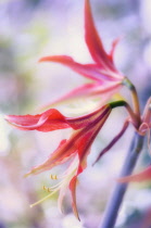 Amaryllis, Hippeastrum.