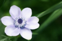 Anemone, Anemone coronaria.