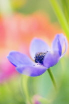 Anemone, Anemone coronaria.