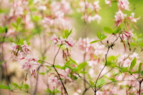 Azalea, Rhododendron.