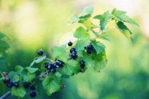 Currant, Blackcurrant, Ribes nigrum.