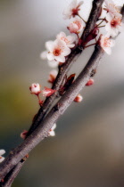 Cherry Plum, Prunus cerasifera.