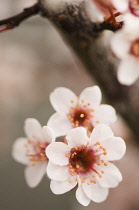 Cherry Plum, Prunus cerasifera.