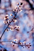 Cherry plum, Prunus cerasifera.