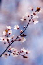 Cherry plum, Prunus cerasifera.