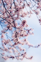 Cherry plum, Prunus cerasifera.