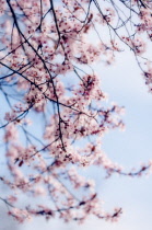 Cherry plum, Prunus cerasifera.