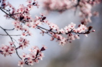 Cherry plum, Prunus cerasifera.