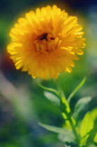 Marigold, Calendula officinalis.