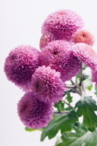 Chrysanthemum.