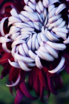 Chrysanthemum.