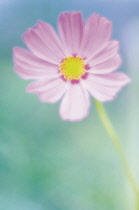 Cosmos, Cosmos bipinnatus.