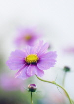 Cosmos, Cosmos bipinnatus.