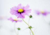 Cosmos, Cosmos bipinnatus.