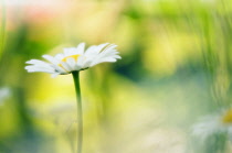 Daisy, Ox-eye daisy, Leucanthemum x superbum 'Phyllis Smith'.