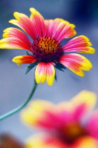 Blanket flower, Gaillardia pulchella.