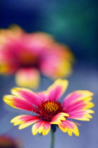 Blanket flower, Gaillardia pulchella.