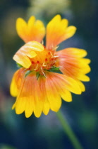 Blanket flower, Gaillardia pulchella.