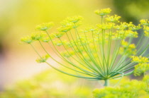 Dill, Anethum graveolens.