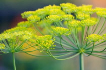 Dill, Anethum graveolens.