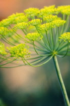 Dill, Anethum graveolens.