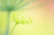 Dill, Anethum graveolens.