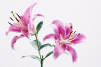 Lily, Oriental lily, Lilium.