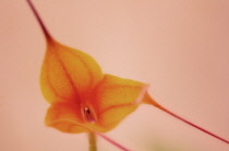 Orchid, Masdevallia, Masdevallia.