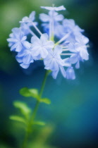 Plumbago, Plumbago auriculata.