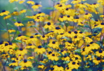 Coneflower, Black-eyed Susan, Rudbeckia hirta.