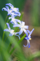 Glory-of-the-snow, Chionodoxa forbesii.