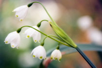 Snowflake, Summer, Leucojum aestivum.