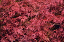 Japanese maple, Acer palmatum.