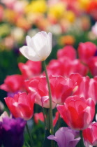 Tulip, Tulipa.